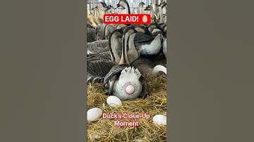 Duck Lays Egg in CLOSE-UP Detail! 🤯 (Rare Footage) #Shorts
