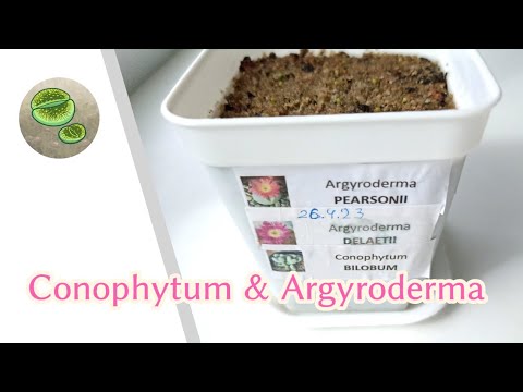 Conophytum & Argyroderma from seeds. Важный нюанс посадки конофитумов