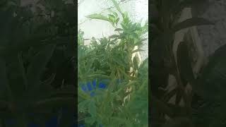 شجرة الحلبة مفيدة للصحة 🌿🌿🌿🌿