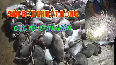 Săn bắt chuột đồng cực kỳ đơn giản /thưởng thức món ăn đồng quê .
