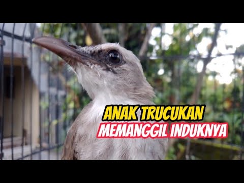 Trucukan ngeriwik untuk pancingan trucuk anakan agar bunyi
