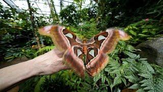 NoComment. La forêt de papillons contribue à sensibiliser le public à la biodiversité