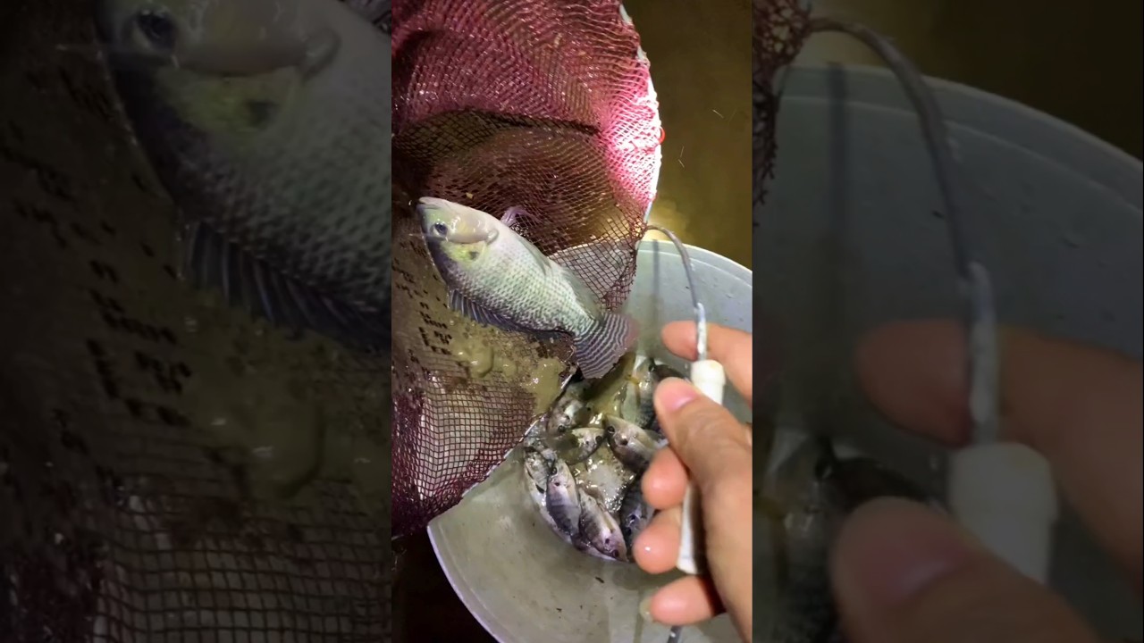 BERBURU IKAN MENGGUNAKAN SEROKAN SETELAH BANJIR