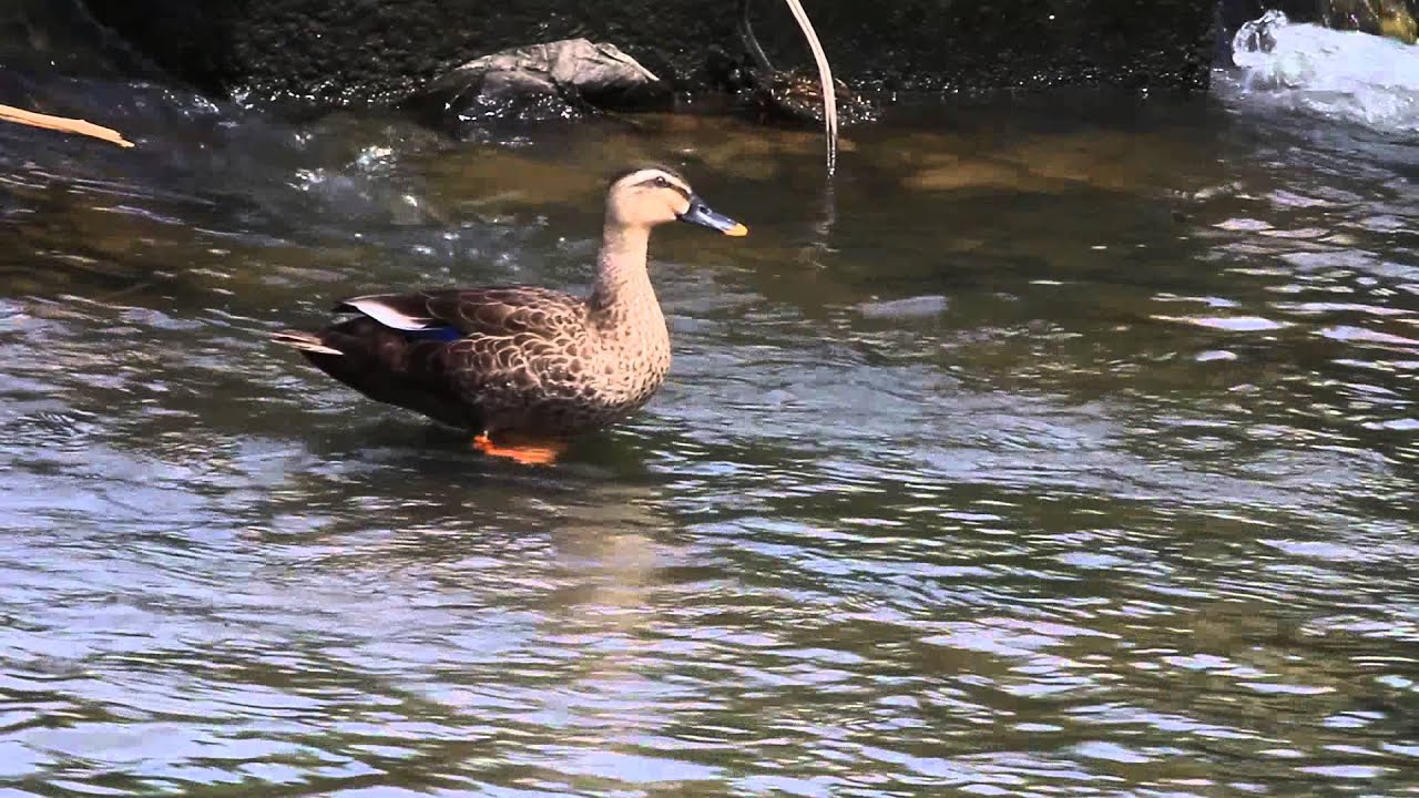 Spot-billed Duck 