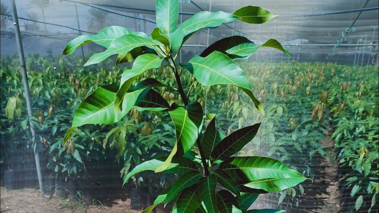 زراعة الملش لشتلات مانجو أصول السكري في المشتل | فيديو شامل 2020| مشتل ايجي ستار