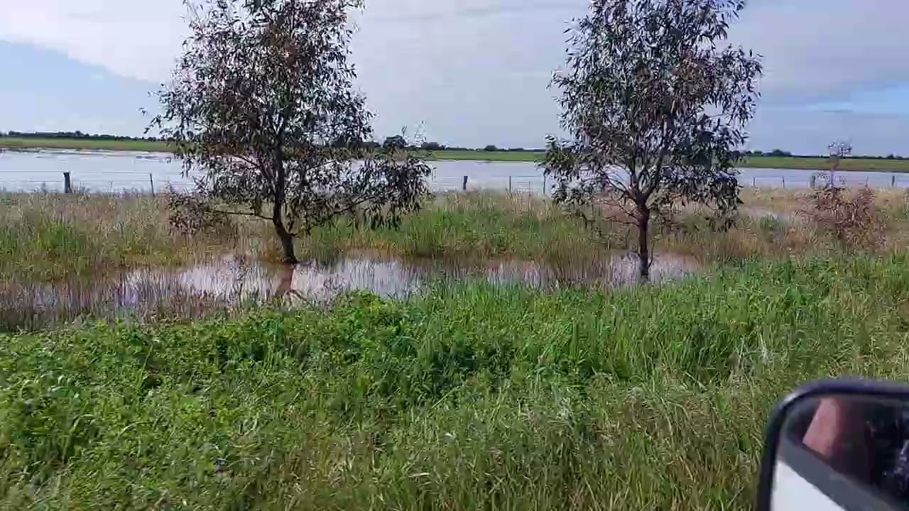Victorian Floods - Durham Ox - flood 2022