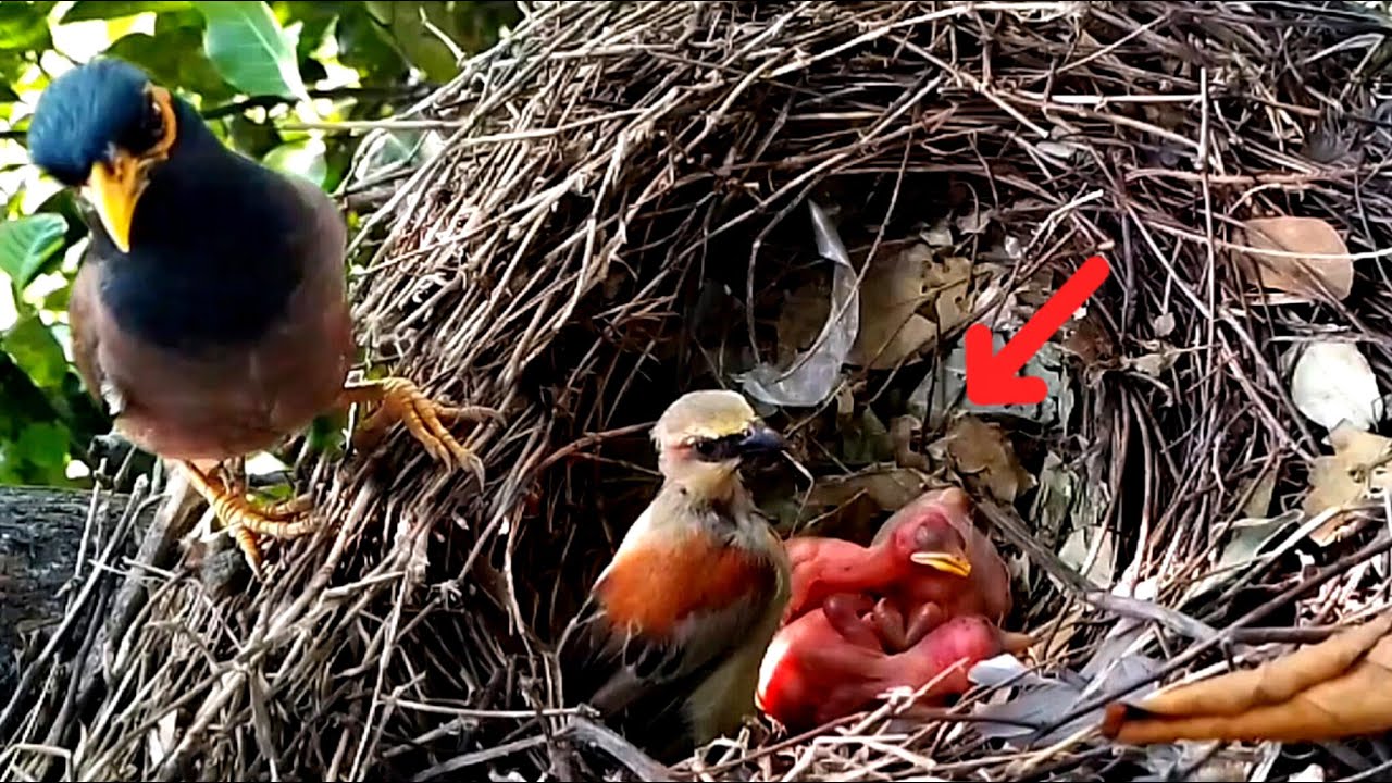 Great Sparrows attack baby myna birds and steal one of them as well