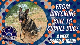 Birmingham Dog Trainers- 4 Year Old German Shepherd - From Wrecking Ball To Cuddle Bug! by Off Leash K9 Training of the South 26 views 2 days ago 6 minutes, 16 seconds