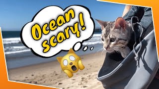 Taking Cats to the Beach | Seeing The Ocean For First Time! (Pt 3/4)