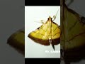 Cnaphalocrocis medinalis, the rice leafroller