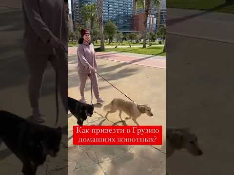 В Грузию с домашними животными 🐶🐱