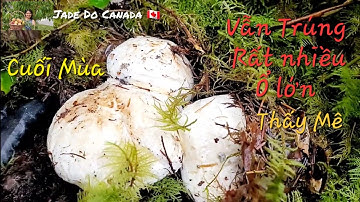 🇨🇦 Trúng Nhiều Ổ Nấm Tùng Nhung 🍄/Matsutake (Pine)Mushroom Foraging In Canada#12
