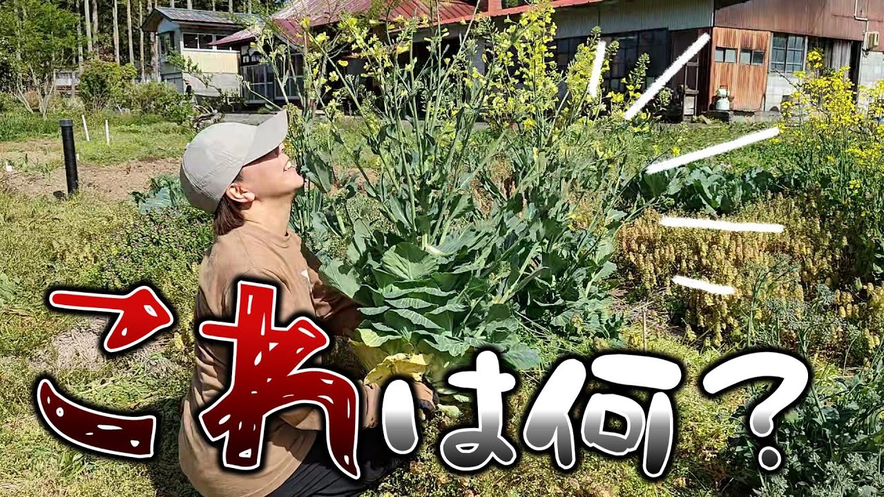 【古民家再生232】〇〇が巨大化!?庭と畑の手入れをします Restoration of old houses and country ...