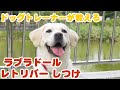 【犬種別しつけ】 ラブラドールレトリバーのしつけ｜ドッグトレーナーのしつけ教室初級編㉛