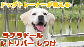 【犬種別しつけ】 ラブラドールレトリバーのしつけ｜ドッグトレーナーのしつけ教室初級編㉛