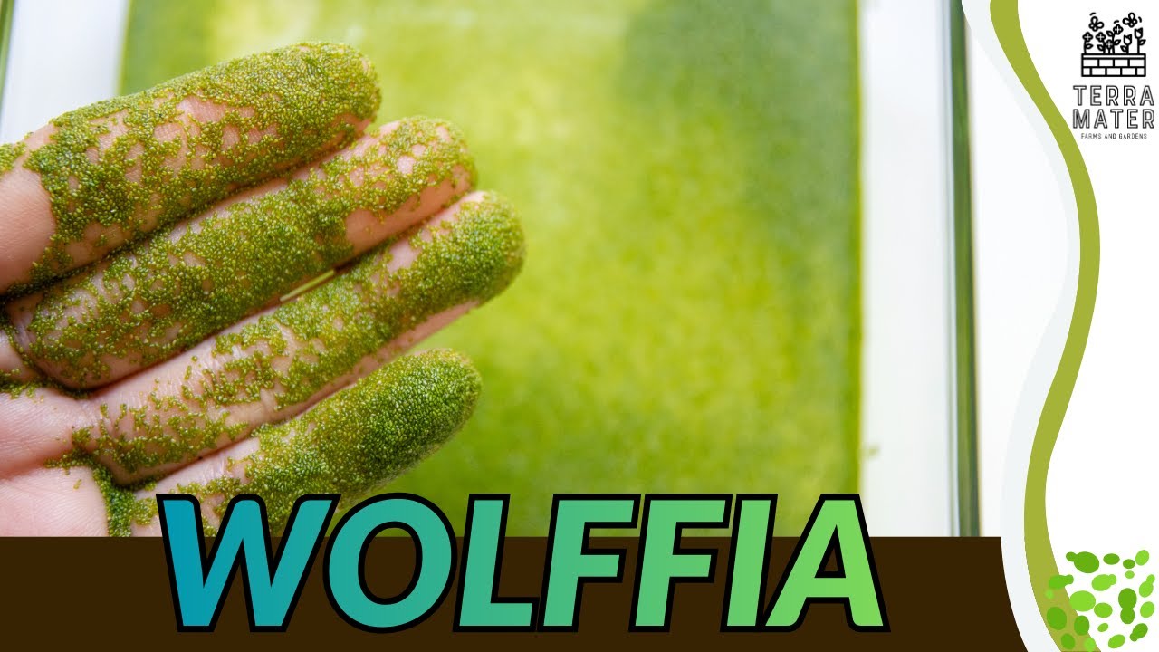 Вольфия (Wolffia spp.): крошечное плавающее водное растение для аквариумов и прудов.