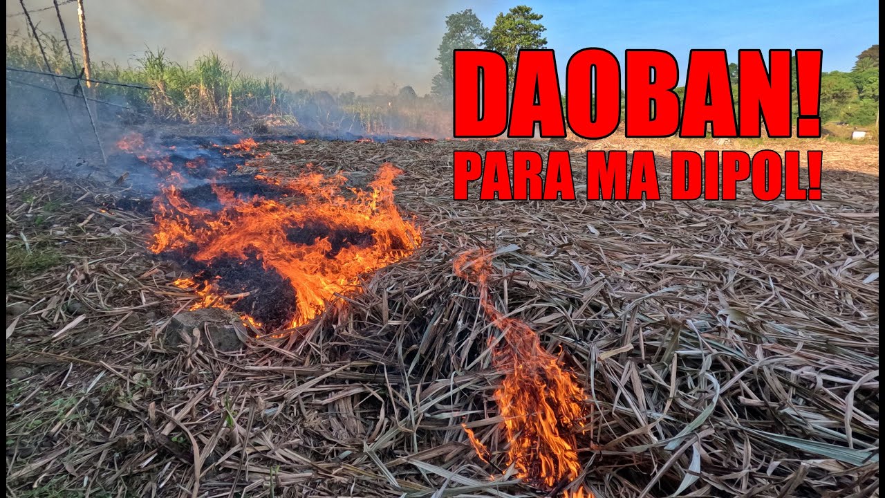 BURNING SUGARCANE TRASH!