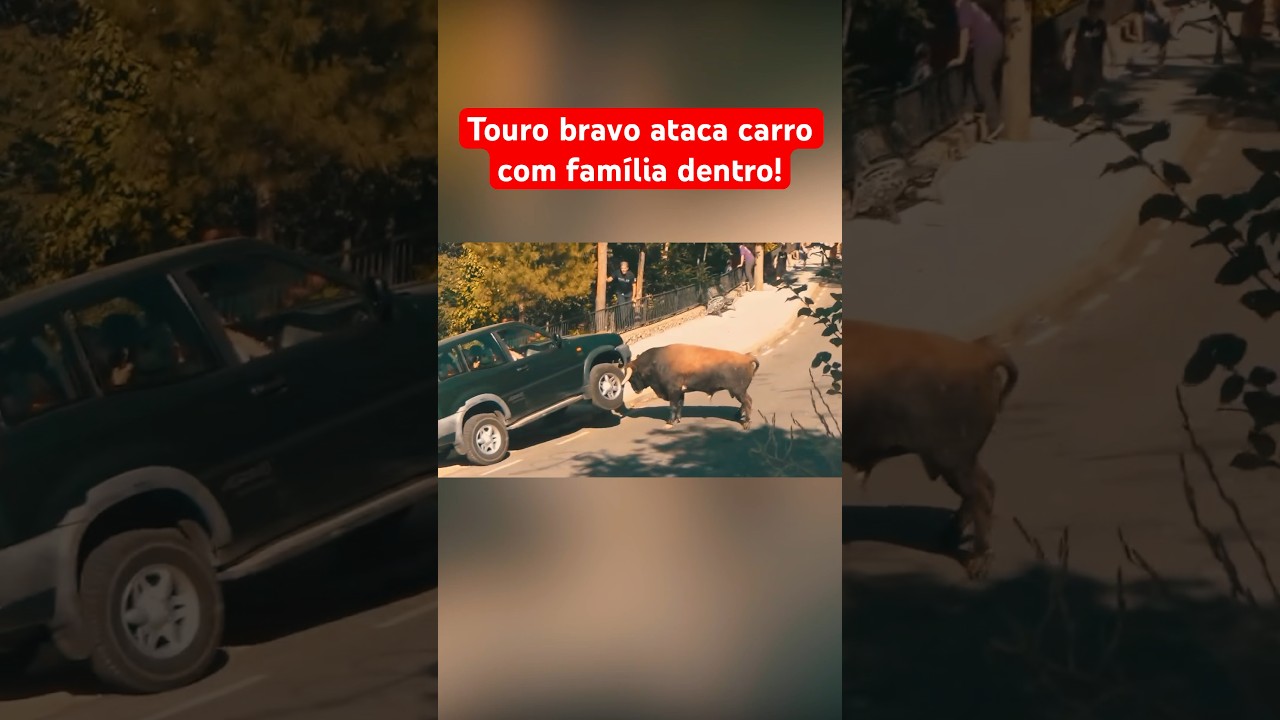 TOURO BRAVO ATACA CARRO COM FAMÍLIA DENTRO!