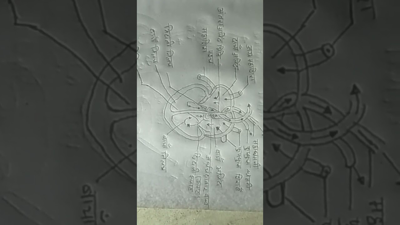 hirdry ka chitr video