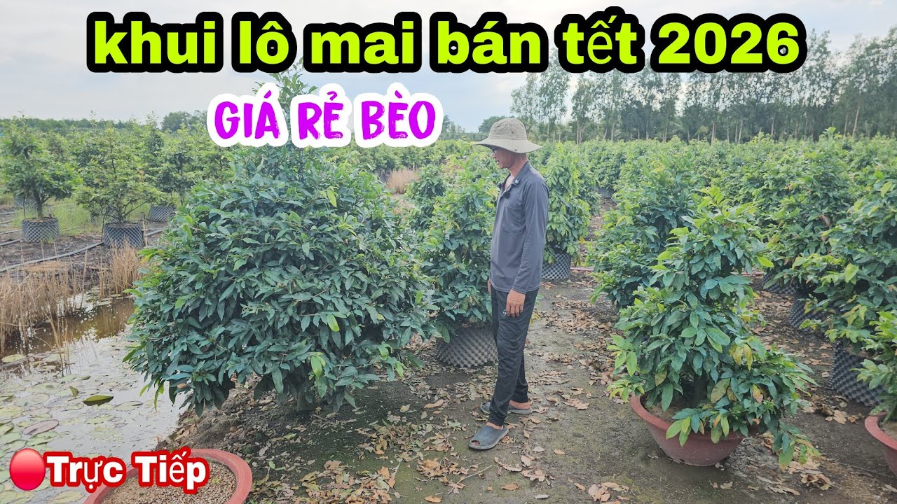 Chủ Vườn Mai Khui Lô Mai Bán Tết Giá Rẻ Ngay Lúc Này 