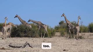 Famous The Haunting Beauty of the Skeleton Coast: Africa’s Deserted Wonder Wealth