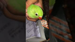 New entry green ring, neck, baby in MH Talking Birds Setups 😍🤌💞#talkingparot #greenringneck