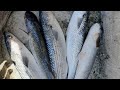 Риболов на морски кефал в Гърция, разбиване, sea ​​mullet fishing in Greece at sea, smashing