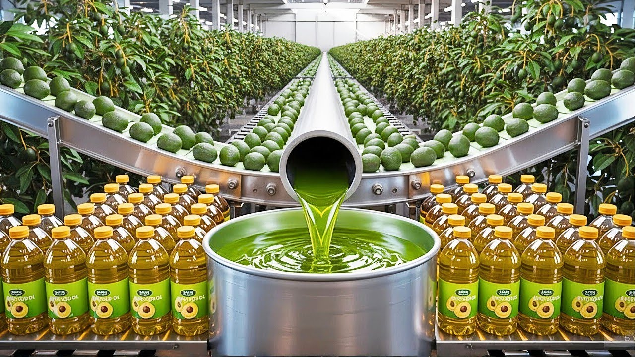 Inside Avocado Oil Factory: Avocado Oil Production Process (full process)