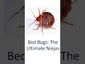 Bed bugs the ultimate ninjas!!