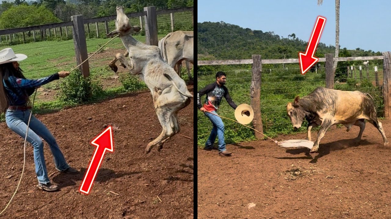 DE VOLTA A FAZENDA XODÓ PARA PEGAR O BOI BRAVO DO VIZINHO😱 O DIA FOI PUXADO.
