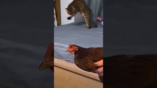 Кот и курица 🧨
