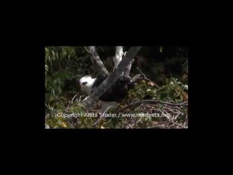 (Spizastur melanoleucus) Black-and-white Hawk-Eagle/Gavião-pato 