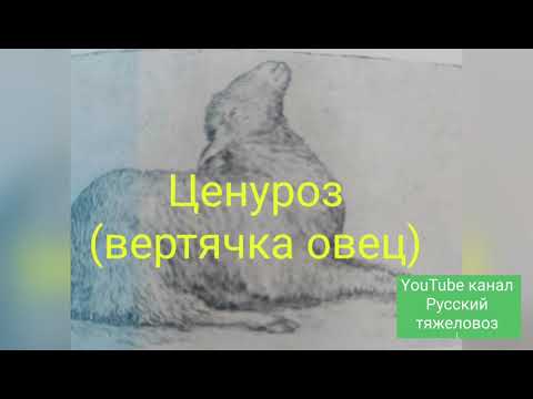 Бейне: Құрттар - мүмкіндігінше мылтықтың тәсілінен аулақ болыңыз