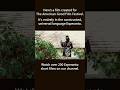 Ninĵa Tornado #esperanto #shortfilm #ninja #martialarts #kungfu #conlang #action #ubff #language