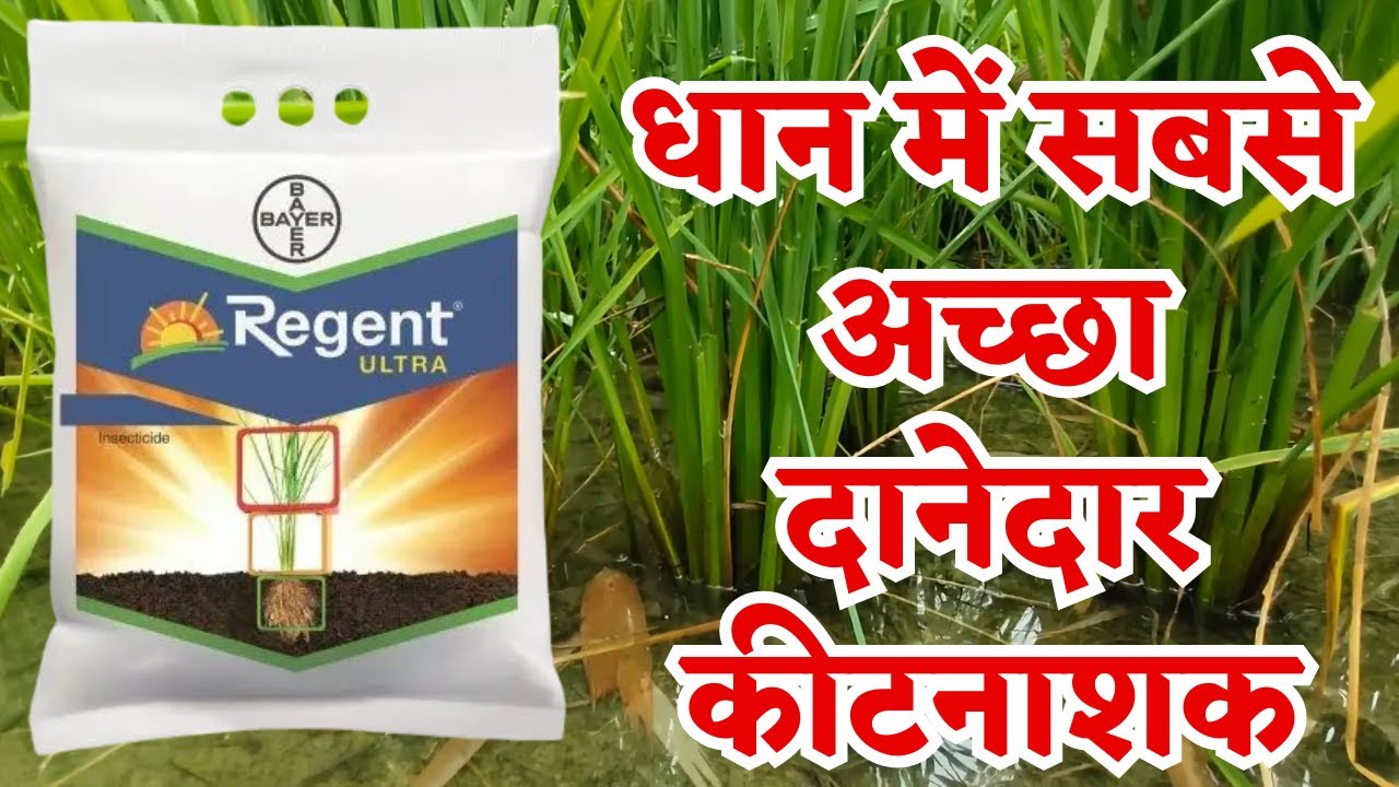 धान में सबसे अच्छा दानेदार कीटनाशक dhan me kitnashak dawa bayer