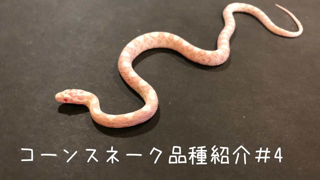 コーンスネーク品種紹介 4 コーン1番人気 白ヘビ スノーを紹介 Youtube