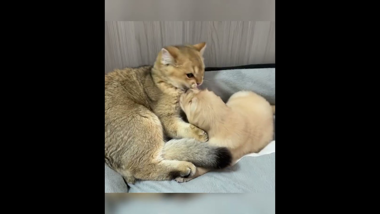 Golden Retriever Puppy and Cat’s Gentle Bond A Hug That Heals Everything