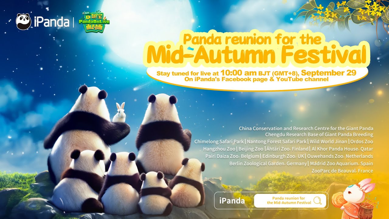 Panda Mid Fall Live now: Panda reunion for the Mid-Autumn Festival - YouTube