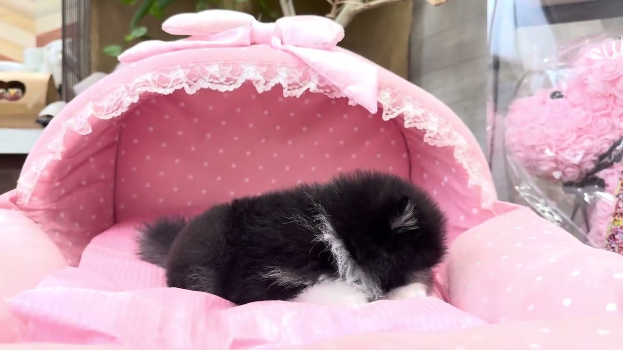 ポメラニアン ロン・3ちゃん | 【公式】子犬のブリーダー・ミニチュア