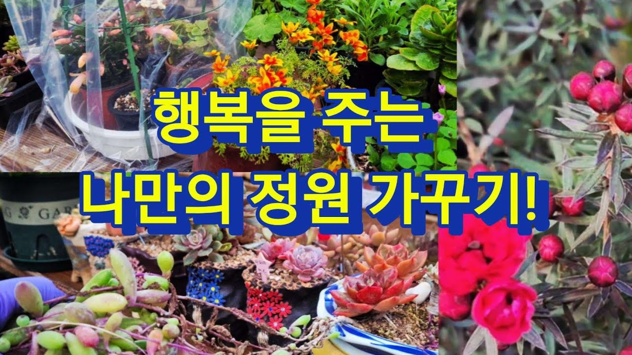 (29일 영상)다육이와