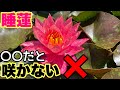 スイレンが咲かない人必ず見て下さい!原因と対策!6つのポイント!まだ間に合う! メダカ睡蓮ビオトープ