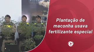 Plantação de maconha usava fertilizante especial