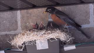 Famille De Merles Damérique, Mai 2020