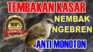 Prinia Bird Call - Prinia Bird Sound - Bird Sounds ASMR Bird Sounds Nature for Relaxing