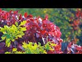 Футаж — Первые краски золотой осени. Футажи (footages) красивая природа [FullHD]