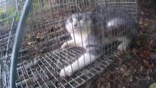 【狩猟？】罠猟でネコを捕獲、からの始まる犬猫の仲