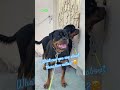 #rottweiler #petlover #dog #doglife #animals #shortvideo #shorts #fyp #seo #highlights #video #video