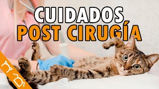 Como Cuidar A Un Gato Recin Esterilizado Ft laondagatuna  Cuidados Post Esterilizacin