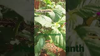 Leafy vegetables in my kitchen garden ๐ก#youtube shorts #shorts #leafy vegetables #viral
