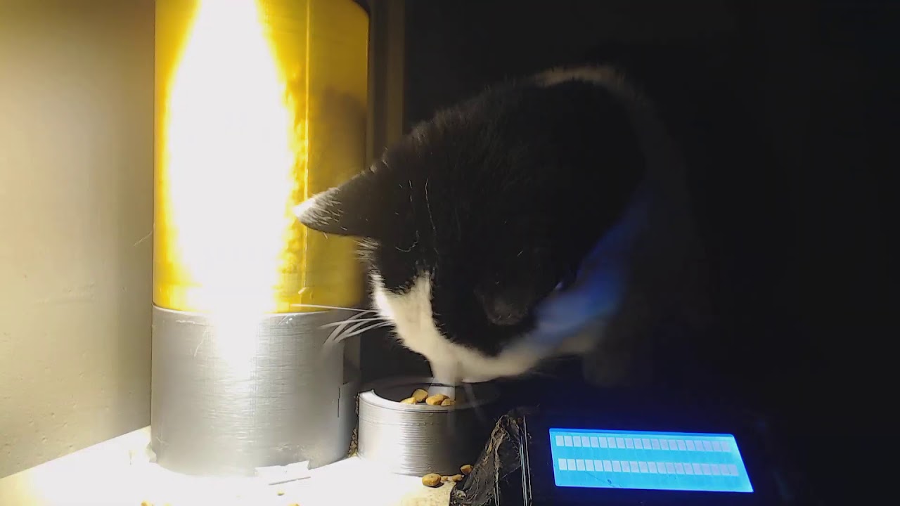 Live cat stream - YouTube